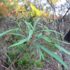 Lomatia myricoides (River Lomatia) at Brogo, NSW - 10 Jan 2017 by CCPK