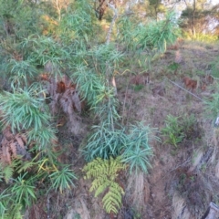 Lomatia myricoides at Brogo, NSW - 11 Jan 2017