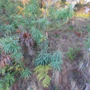 Lomatia myricoides at Brogo, NSW - 11 Jan 2017