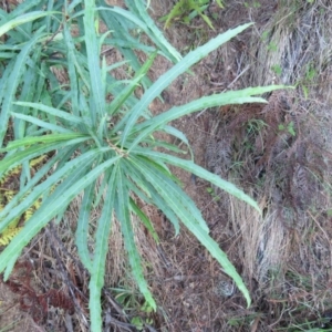 Lomatia myricoides at Brogo, NSW - 11 Jan 2017