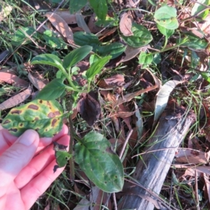 Austrocynoglossum latifolium at Brogo, NSW - 11 Jan 2017 06:51 AM