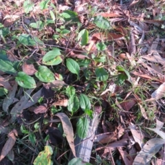 Austrocynoglossum latifolium at Brogo, NSW - 11 Jan 2017 06:51 AM