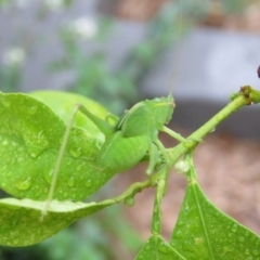 Caedicia simplex (Common Garden Katydid) at Brogo, NSW - 11 Jan 2017 by CCPK