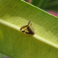 Scolypopa australis (Passionvine hopper, Fluffy bum) at Brogo, NSW - 12 Jan 2017 by CCPK