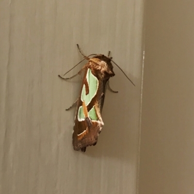 Cosmodes elegans (Green Blotched Moth) at Watson, ACT - 27 Jan 2017 by salthorse