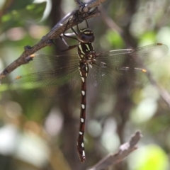 Austroaeschna pulchra (Forest Darner) at Paddys River, ACT - 22 Jan 2017 by HarveyPerkins