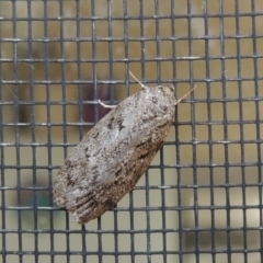 Lichenaula (genus) at Conder, ACT - 21 Dec 2016