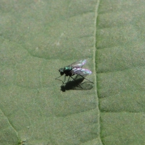 Dolichopodidae (family) at Conder, ACT - 22 Dec 2016 03:51 PM