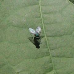 Dolichopodidae (family) at Conder, ACT - 22 Dec 2016