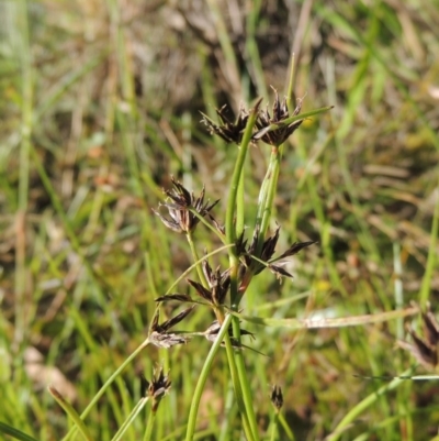 Schoenus apogon (Common Bog Sedge) at Greenway, ACT - 21 Dec 2016 by michaelb