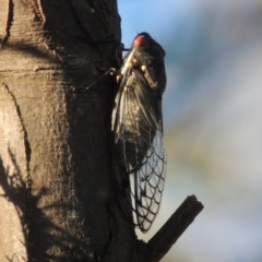 Psaltoda moerens (Redeye cicada) at Pine Island to Point Hut - 21 Dec 2016 by michaelb