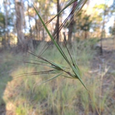 Themeda triandra (Kangaroo Grass) at Greenway, ACT - 21 Dec 2016 by MichaelBedingfield