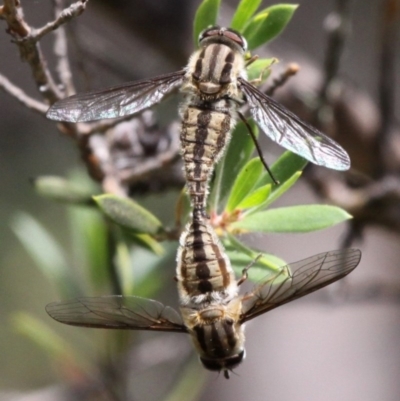 Trichophthalma nicholsoni (Nicholson's tangle-veined fly) at Namadgi National Park - 27 Jan 2017 by HarveyPerkins