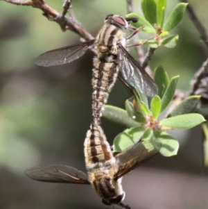 Trichophthalma nicholsoni at Mount Clear, ACT - 27 Jan 2017