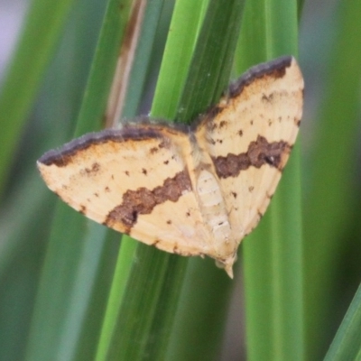 Chrysolarentia polyxantha (Yellow Carpet Moth) at Booth, ACT - 27 Jan 2017 by HarveyPerkins