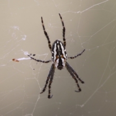 Plebs bradleyi (Enamelled spider) at Mount Clear, ACT - 30 Dec 2015 by HarveyPerkins