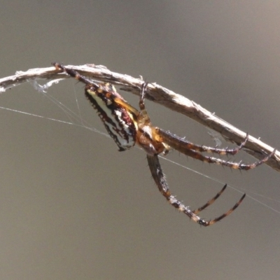 Plebs bradleyi (Enamelled spider) at Namadgi National Park - 27 Jan 2017 by HarveyPerkins