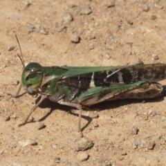 Gastrimargus musicus (Yellow-winged Locust or Grasshopper) at Namadgi National Park - 27 Jan 2017 by HarveyPerkins