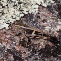 Gastrimargus musicus (Yellow-winged Locust or Grasshopper) at Rendezvous Creek, ACT - 27 Jan 2017 by HarveyPerkins