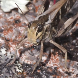 Gastrimargus musicus at Rendezvous Creek, ACT - 27 Jan 2017