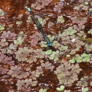 Azolla rubra at Fyshwick, ACT - 28 Jan 2016