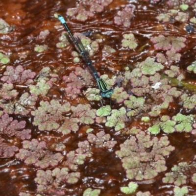Azolla filiculoides (Water Fern) at Jerrabomberra Wetlands - 28 Jan 2016 by HarveyPerkins