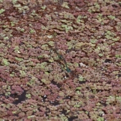 Azolla rubra at Fyshwick, ACT - 28 Jan 2016