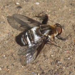 Villa sp. (genus) (Unidentified Villa bee fly) at Rendezvous Creek, ACT - 27 Jan 2017 by HarveyPerkins