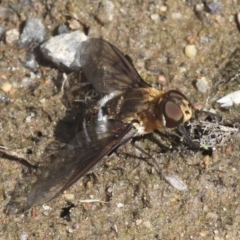 Villa sp. (genus) at Rendezvous Creek, ACT - 27 Jan 2017