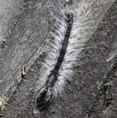 Unidentified at Namadgi National Park - 27 Jan 2017 by HarveyPerkins