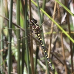 Synthemis eustalacta (Swamp Tigertail) at Mount Clear, ACT - 27 Jan 2017 by HarveyPerkins