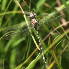 Synthemis eustalacta (Swamp Tigertail) at Mount Clear, ACT - 27 Jan 2017 by HarveyPerkins