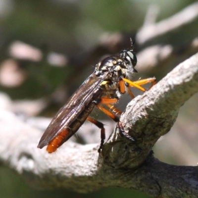 Aplestobroma avidum (Robber fly) at Gibraltar Pines - 22 Jan 2017 by HarveyPerkins