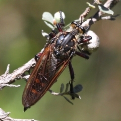 Chrysopogon muelleri (Robber fly) at Gibraltar Pines - 22 Jan 2017 by HarveyPerkins