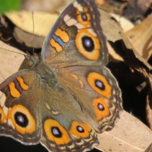 Junonia villida at Greenleigh, NSW - 28 Jan 2017