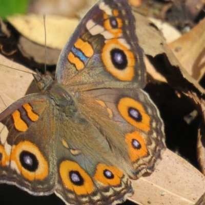 Junonia villida (Meadow Argus) at QPRC LGA - 27 Jan 2017 by CCPK