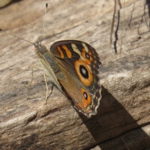 Junonia villida at Greenleigh, NSW - 28 Jan 2017