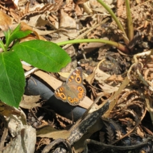 Junonia villida at Greenleigh, NSW - 28 Jan 2017