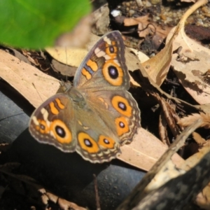 Junonia villida at Greenleigh, NSW - 28 Jan 2017