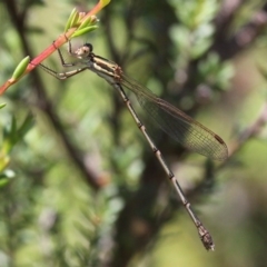 Austrolestes analis (Slender Ringtail) at Gibraltar Pines - 22 Jan 2017 by HarveyPerkins