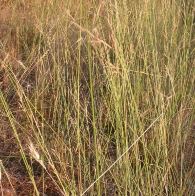 Aristida ramosa (Purple Wire Grass) at Hackett, ACT - 27 Jan 2017 by waltraud