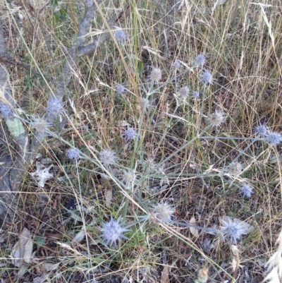 Eryngium ovinum (Blue Devil) at Mount Ainslie - 15 Jan 2017 by waltraud