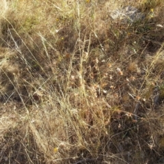 Themeda triandra (Kangaroo Grass) at Mount Ainslie - 15 Jan 2017 by waltraud