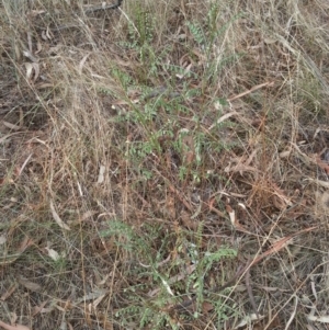 Indigofera adesmiifolia at Hackett, ACT - 27 Jan 2017