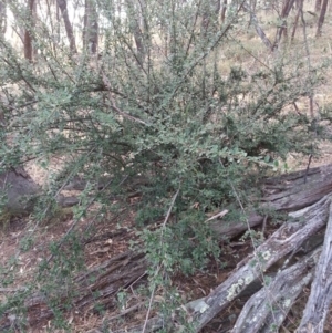 Cotoneaster rotundifolius at Canberra Central, ACT - 27 Jan 2017