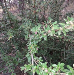 Cotoneaster rotundifolius at Canberra Central, ACT - 27 Jan 2017