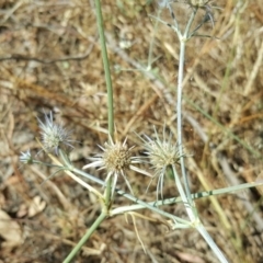 Eryngium ovinum (Blue Devil) at Isaacs Ridge and Nearby - 27 Jan 2017 by Mike