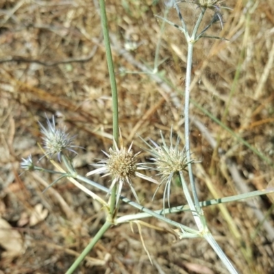 Eryngium ovinum (Blue Devil) at Isaacs Ridge and Nearby - 27 Jan 2017 by Mike