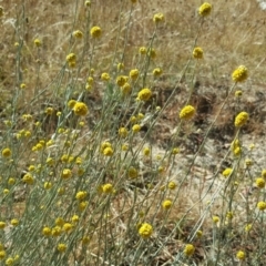 Calocephalus citreus (Lemon Beauty Heads) at Jerrabomberra, ACT - 28 Jan 2017 by Mike