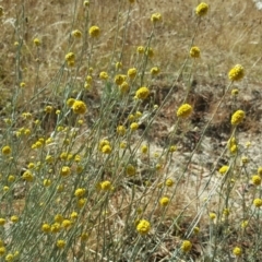 Calocephalus citreus (Lemon Beauty Heads) at Isaacs Ridge Offset Area - 27 Jan 2017 by Mike